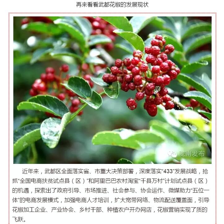 5.28億！一場(chǎng)盛會(huì)，武都花椒“火”了